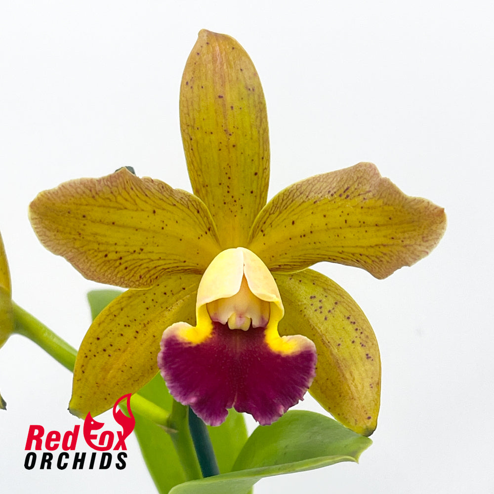 Brassolaeliocattleya (Lulu v. alba X Topaz Sublime) X C. tigrina 'Burleigh Dark'