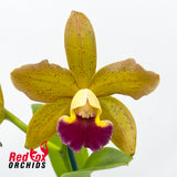 Brassolaeliocattleya (Lulu v. alba X Topaz Sublime) X C. tigrina 'Burleigh Dark'