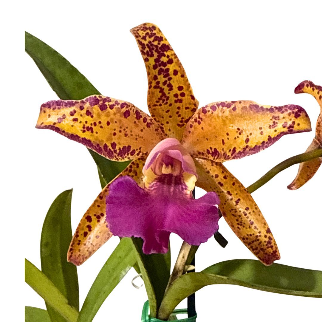 Cattleya Landate x Laeliocattleya Susan Holcombe 'Yellow & Red'