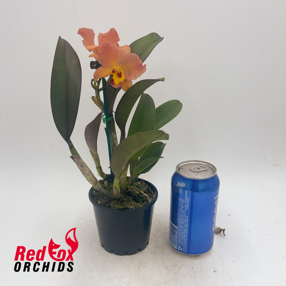 Potinara Little Magicia X Pot. (Southern Aurora X Dal's Tradition)