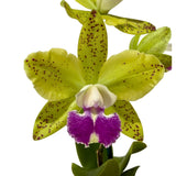 Sophrolaeliocattleya Elisabeth Calov X Blc. Topaz Sublime