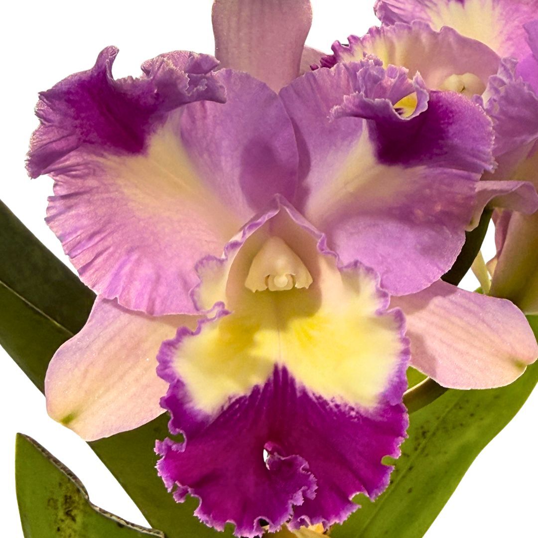 Brassolaeliocattleya Roy Maidment 'Dawn Lights' X Blc. (Mari's Song X Glenn Maidment)