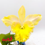 Brassocattleya Golf Green X Blc. Karen's Sunrise 'Waianae'