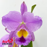 Cattleya jenmanii 'Excellent 4 Display' X Blc. Ann-Marie Hudson '