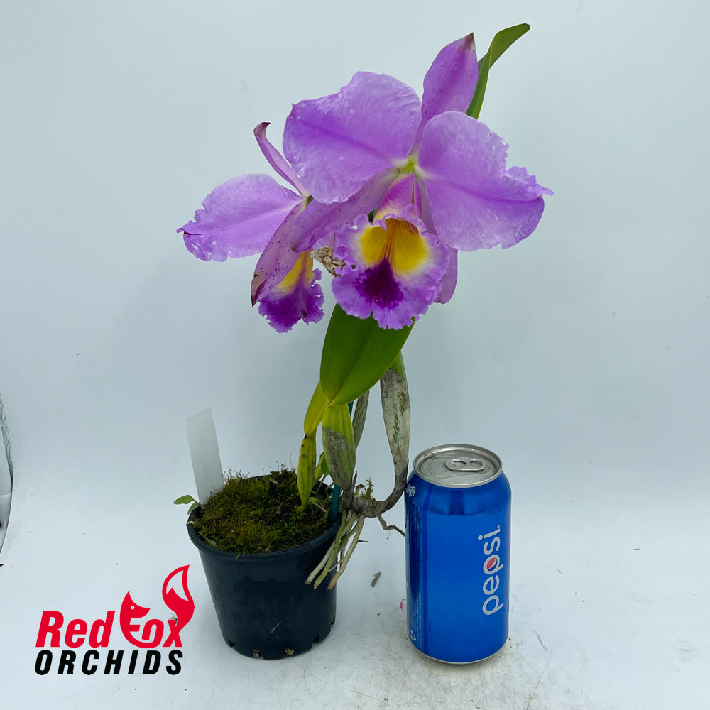 Cattleya jenmanii 'Excellent 4 Display' X Blc. Ann-Marie Hudson '