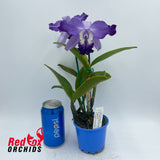Laeliocattleya Cariad's Mini-Quinee 'Angel Kiss' X C. Betsy's Azure Sea 'RH8'
