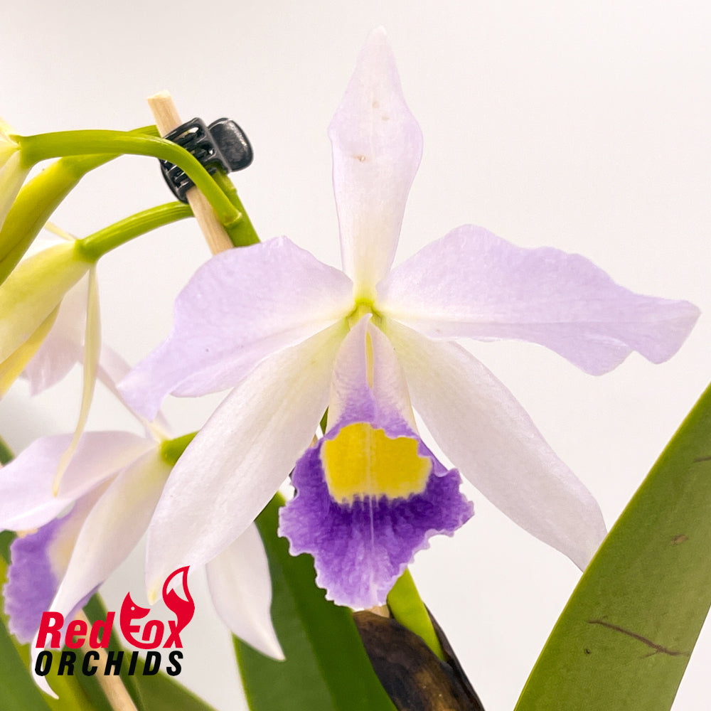 Laeliocattleya Mem. Francis Takakura