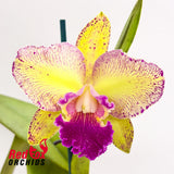 Brassolaeliocattleya Ann-Marie Hudson X C. Penny Kuroda (Caudebec Gp) 'Southern Cross' (4n)