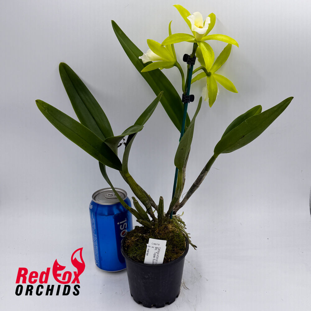 Brassolaeliocattleya Topaz Sublime X E. mariae