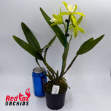 Brassolaeliocattleya Topaz Sublime X E. mariae