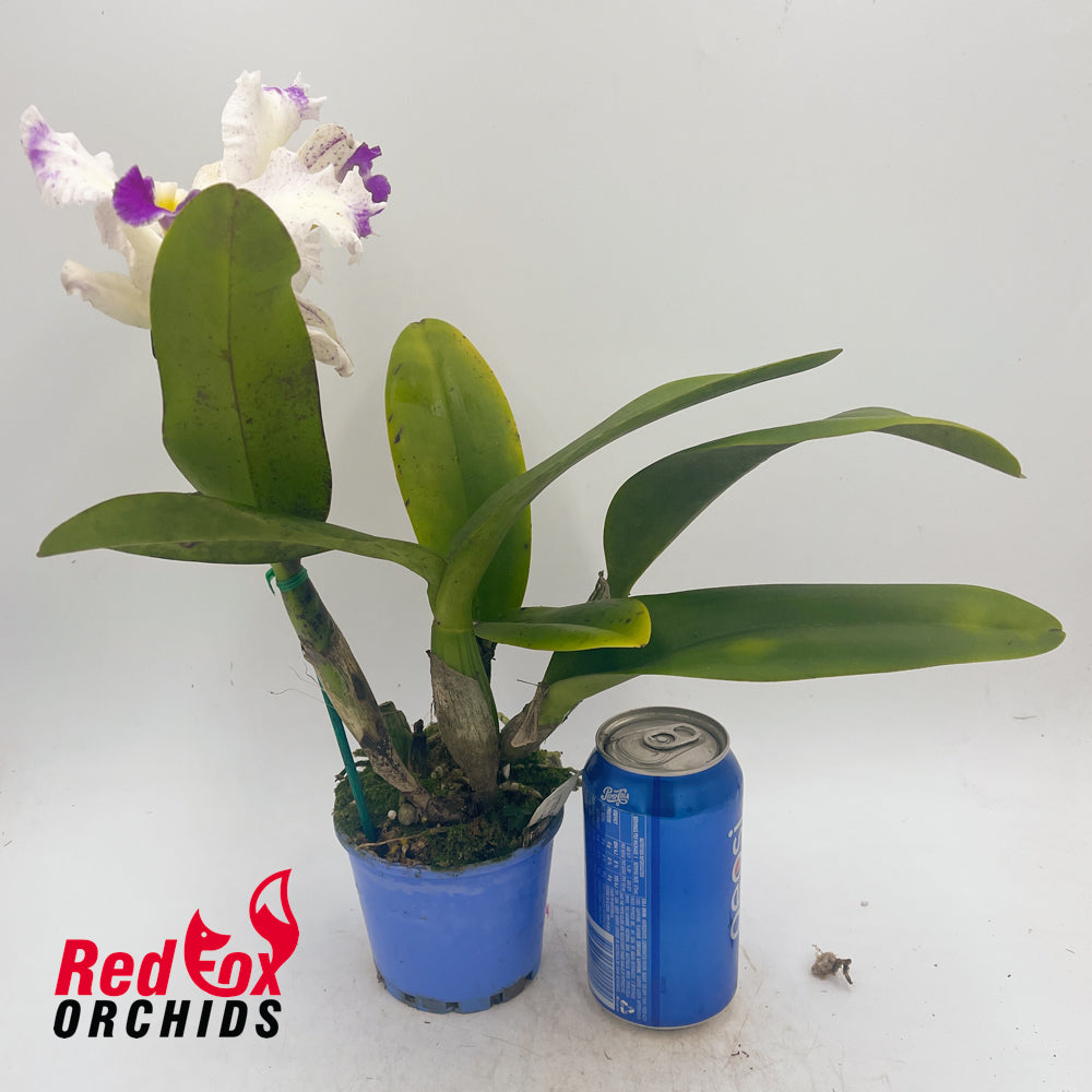 Laeliocattleya Stephen Oliver Fouraker X Blc. Taiwan Queen