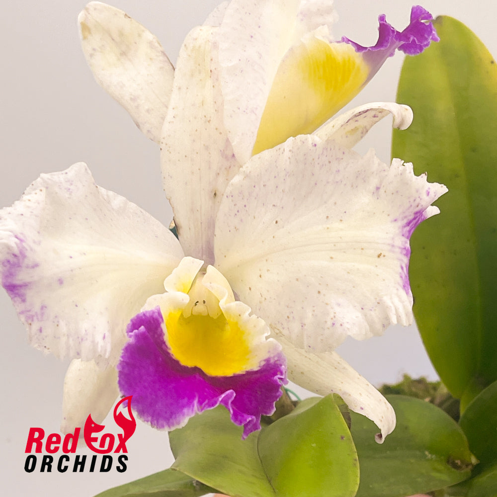 Laeliocattleya Stephen Oliver Fouraker X Blc. Taiwan Queen