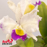 Laeliocattleya Stephen Oliver Fouraker X Blc. Taiwan Queen
