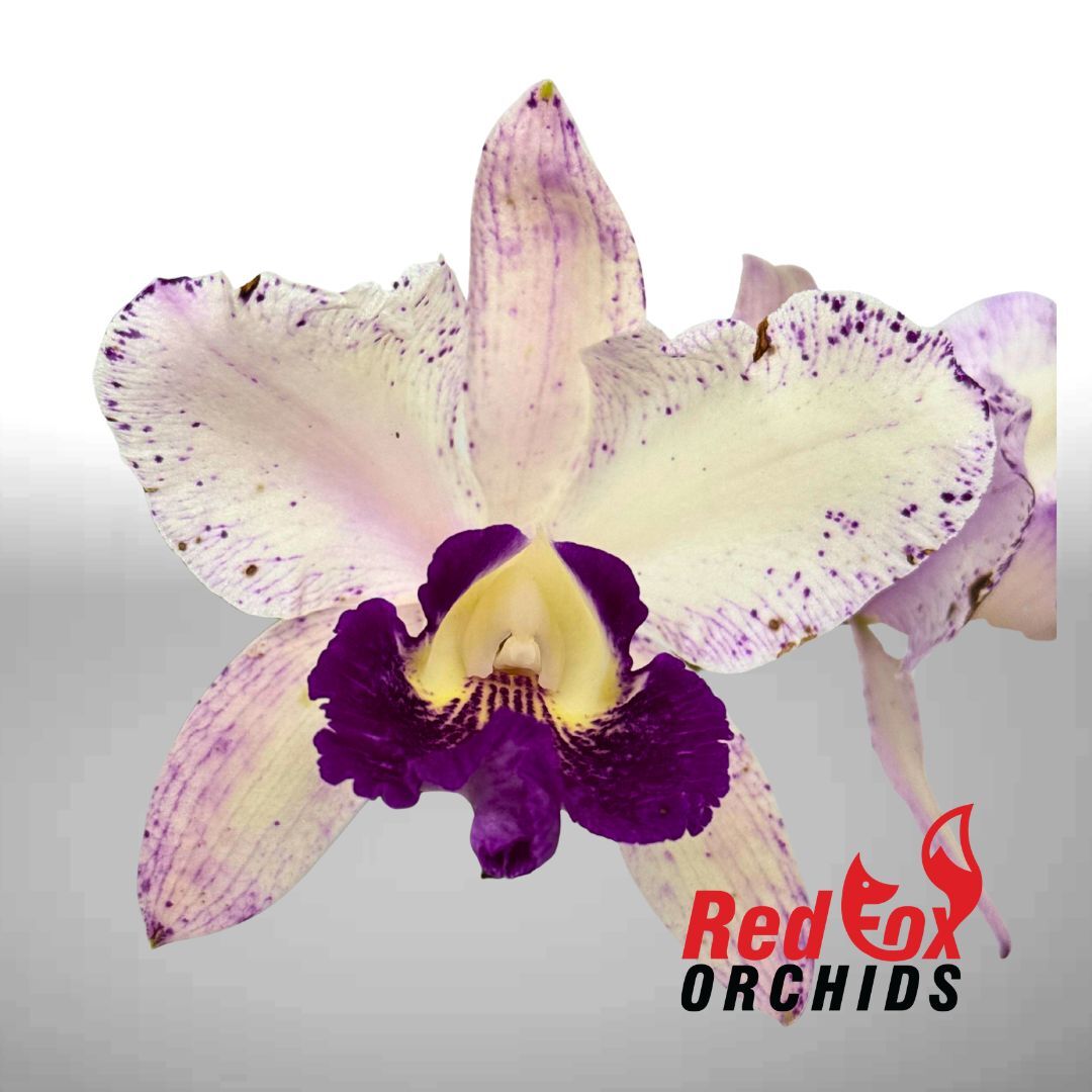 Brassolaeliocattleya Deception Kokoda X Blc. (Topaz Music X Glenn Maidment)