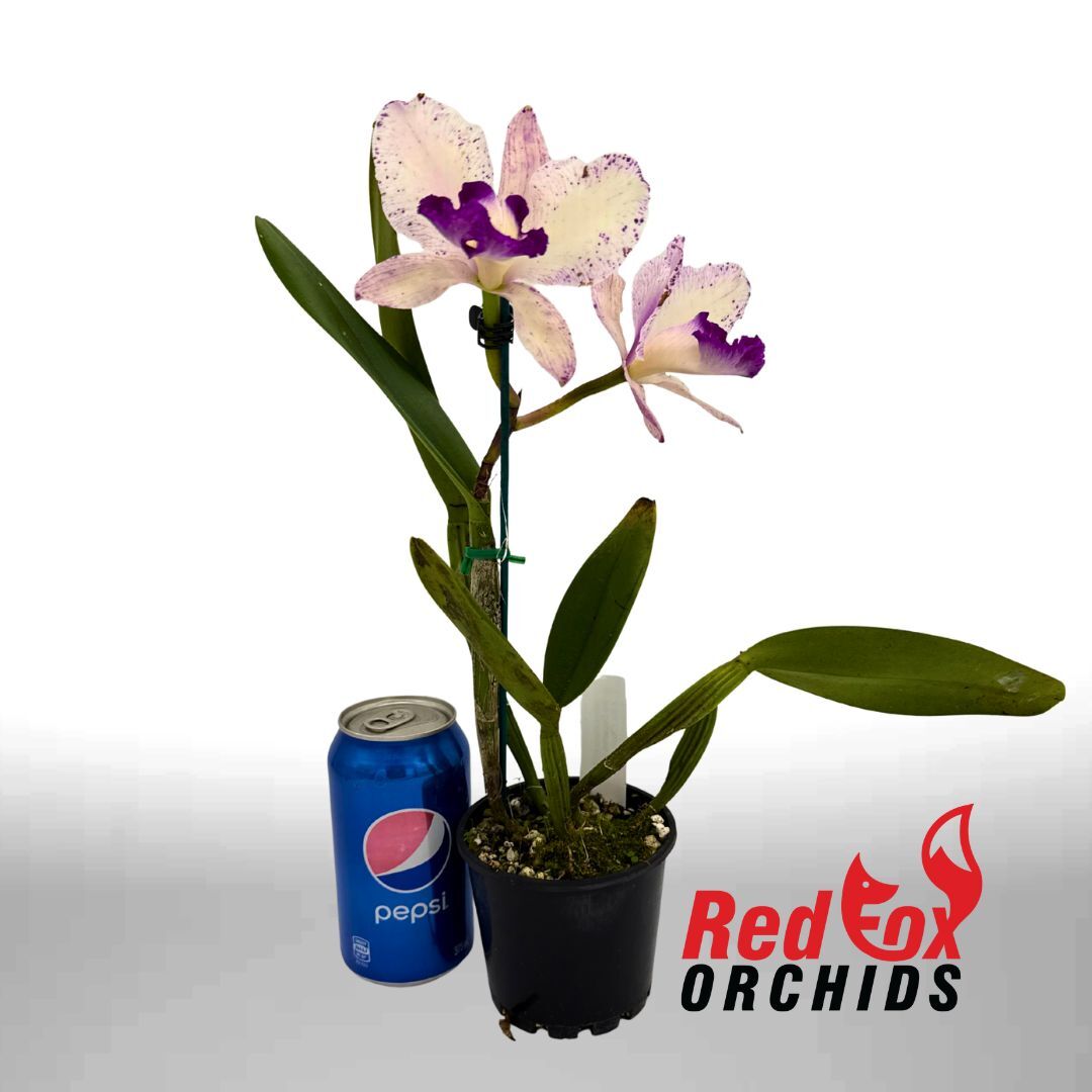 Brassolaeliocattleya Deception Kokoda X Blc. (Topaz Music X Glenn Maidment)
