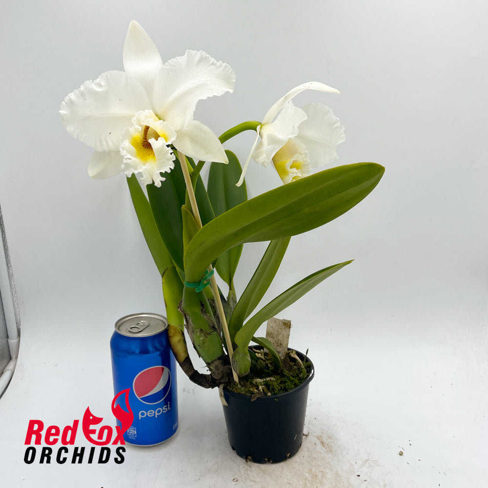 Cattleya labiata alba occulata x Brassolaeliocattleya George King 'Southern Cross'