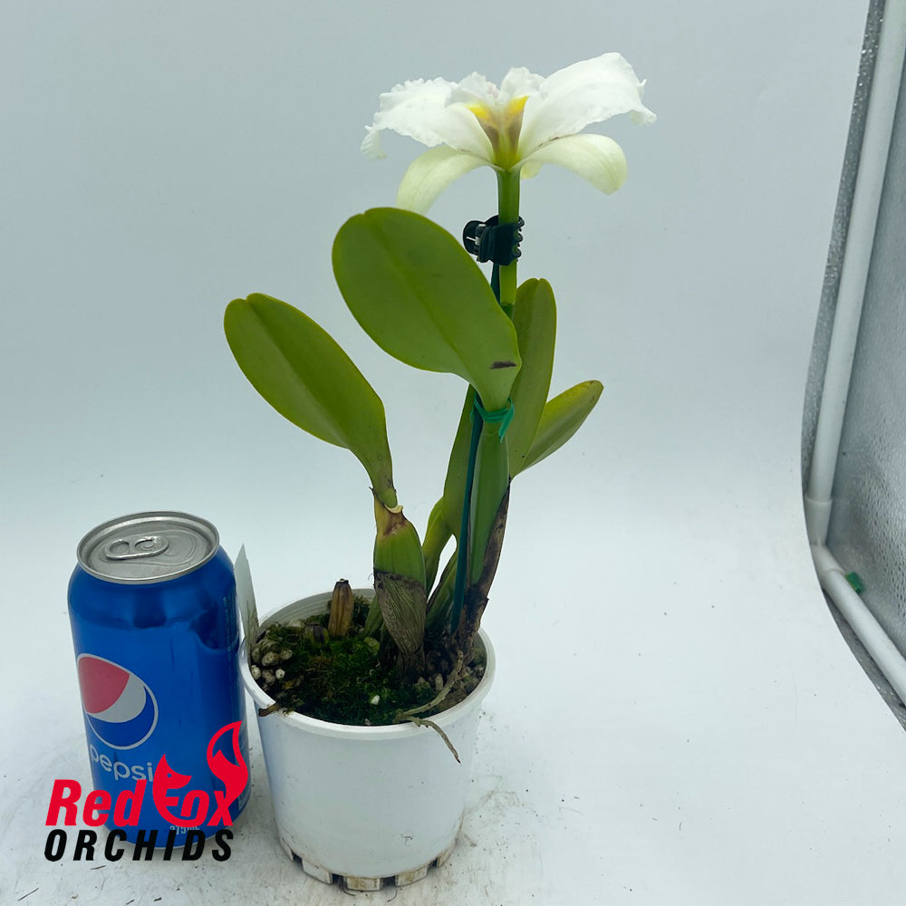 Cattleya labiata alba occulata x Brassolaeliocattleya George King 'Southern Cross'