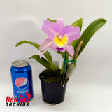 Laeliocattleya Mari's Song 'CTM-217' x Rhyncholaeliocattleya Topaz Lovely Dancer 'Gold & Red Pot'