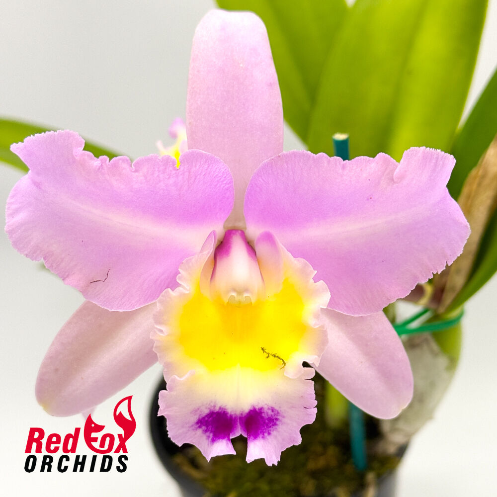 Laeliocattleya Mari's Song 'CTM-217' x Rhyncholaeliocattleya Topaz Lovely Dancer 'Gold & Red Pot'