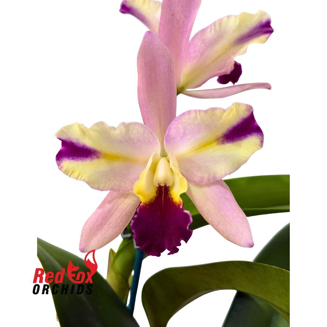 Laeliocattleya Mari's Song 'CTM-217' x Rhyncholaeliocattleya Topaz Lovely Dancer