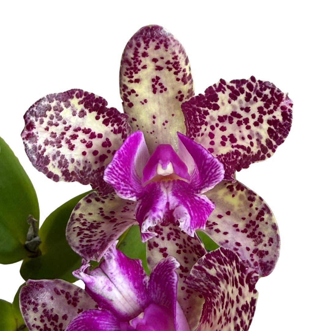 Cattleya Penny Kuroda 'Spots' X 'Carmela'