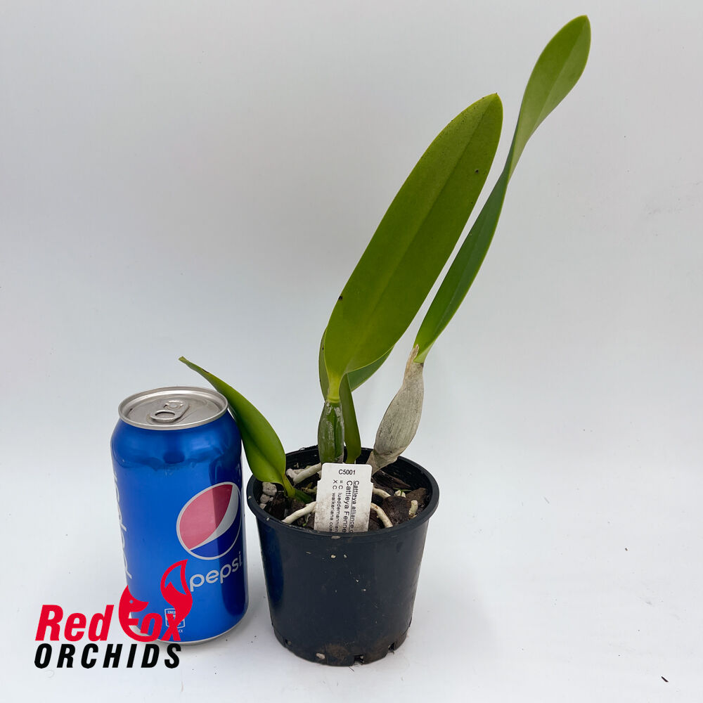 Cattleya Fennell