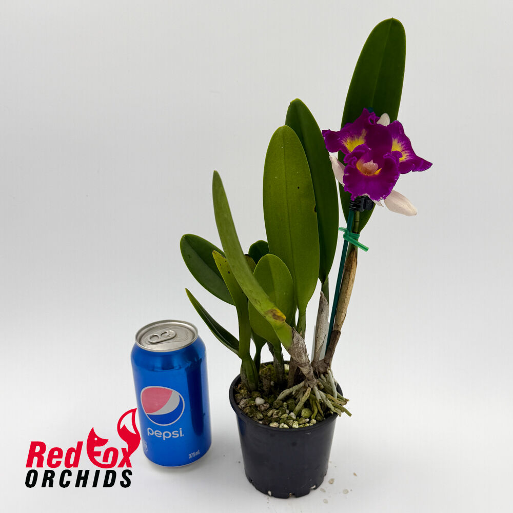 Brassolaeliocattleya Topaz Rainbow x Rhyncholaeliocattleya Deception Diamond