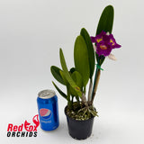 Brassolaeliocattleya Topaz Rainbow x Rhyncholaeliocattleya Deception Diamond