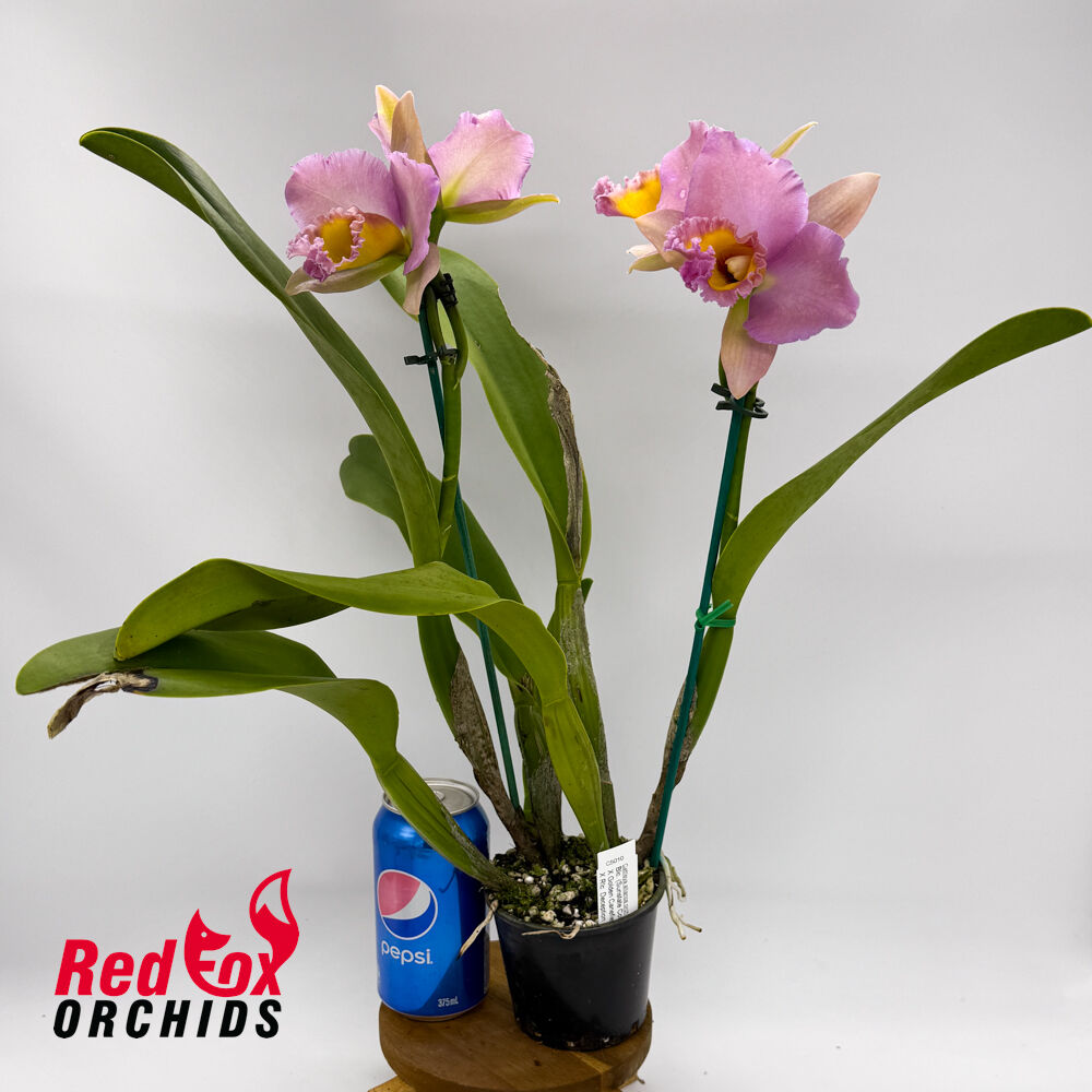 Rhyncholaeliocattleya  (Sunstate Colorchart X Golden Canefields) X Rlc. Deception Peak