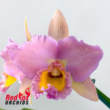 Rhyncholaeliocattleya  (Sunstate Colorchart X Golden Canefields) X Rlc. Deception Peak