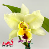 Potinara (Burdekin Starbright 'Burdekin' X California Girl) X Pot. Topaz Belle
