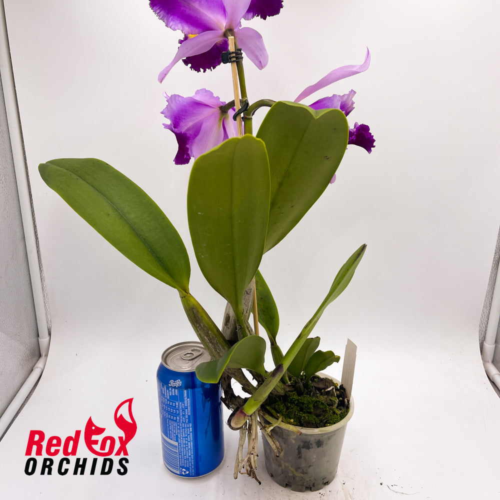 Laeliocattleya Topaz Splendid