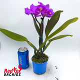 Laeliocattleya Drumbeat 'Triumph' X Blc. Dal's Monarch 'Southern Cross'