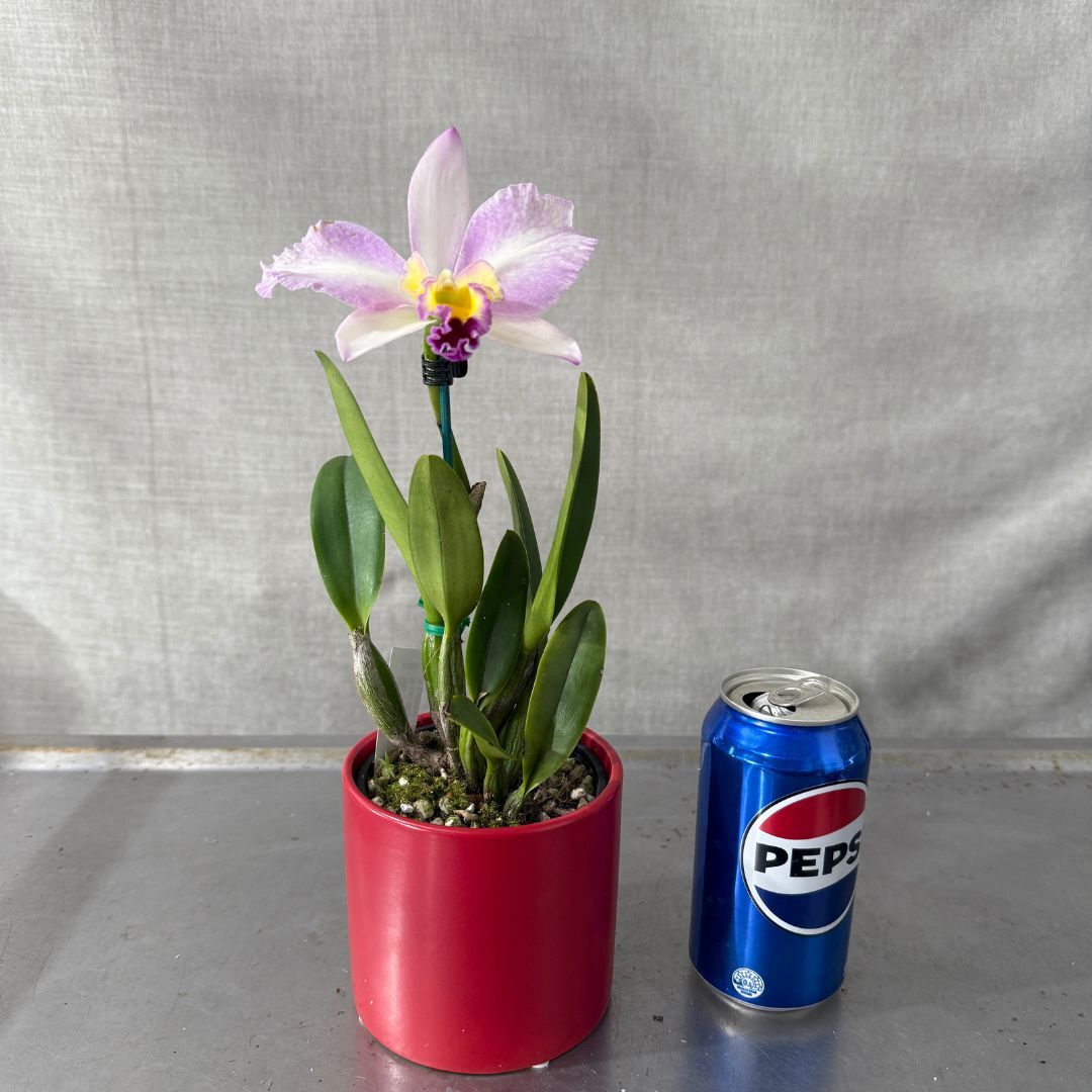 Brassolaeliocattleya Topaz Impact  X Lc. (Bonanza Queen (4n) X Liptonii (4n)