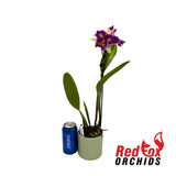 Laeliocattleya Stephen Oliver Fouraker X Pot. (Burdekin Sunshine 'Springtime' X Home Hill 'Majestic')