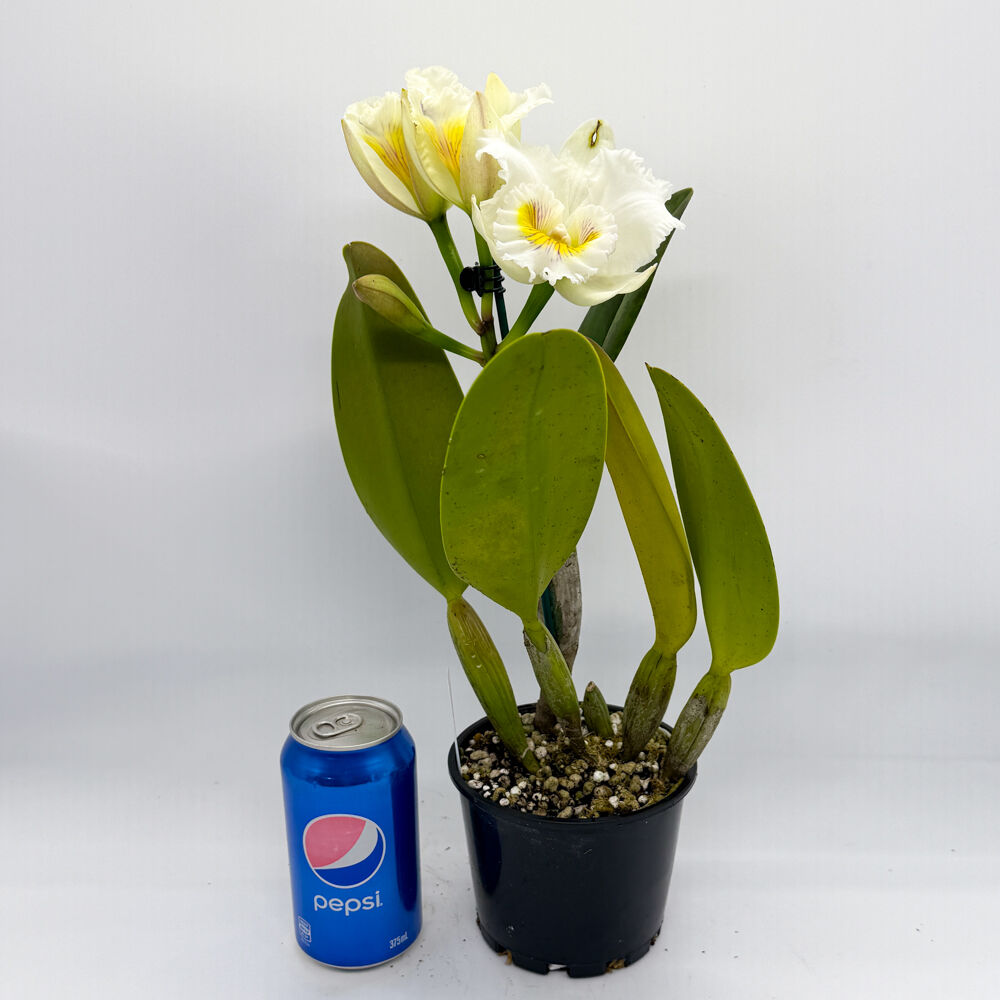 Brassolaeliocattleya Topaz Impact 'Good Short S-A' X Blc. Burdekin News 'Super S-A'