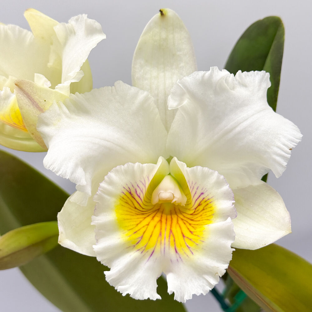 Brassolaeliocattleya Topaz Impact 'Good Short S-A' X Blc. Burdekin News 'Super S-A'