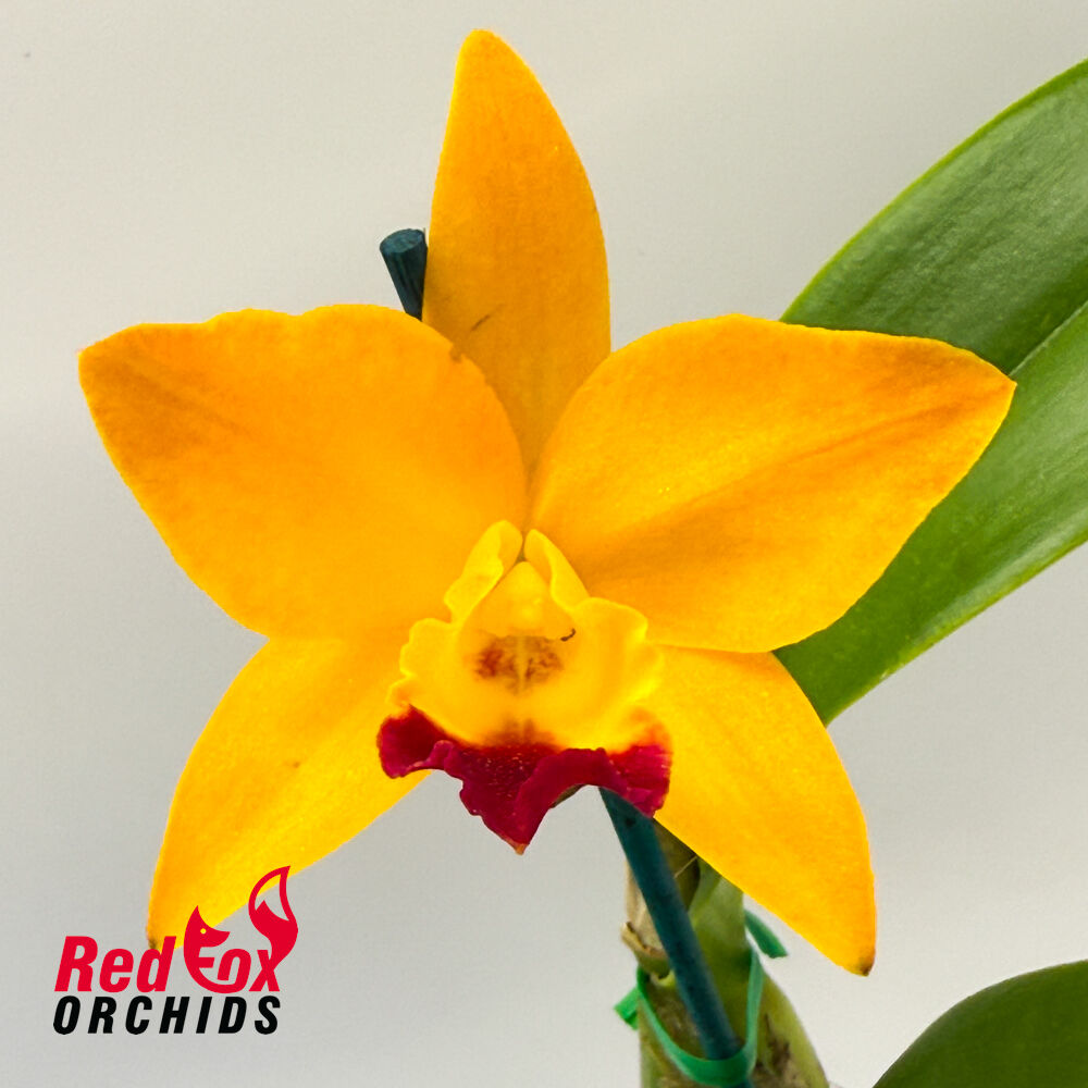 Sophrocattleya Dal's Tradition 'Scherrie' X Lc. Trick or Treat 'Good Strong'