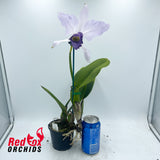 Laeliocattleya Azurata