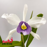 Cattleya Horniana