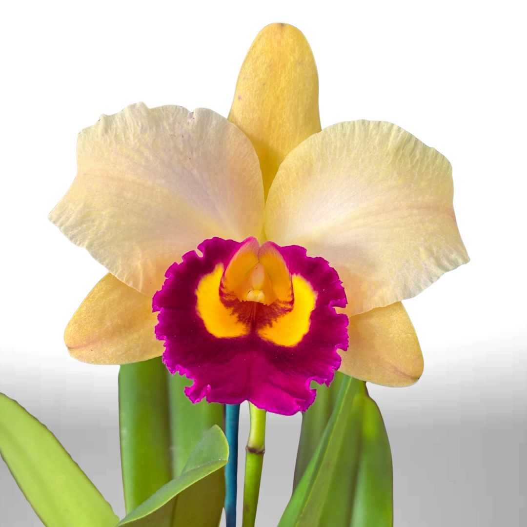 Rhyncholaeliocattleya (Mari's Song X Glenn Maidment) X Rth. (Momilani Rainbow X Magic Melody)