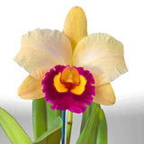 Rhyncholaeliocattleya (Mari's Song X Glenn Maidment) X Rth. (Momilani Rainbow X Magic Melody)