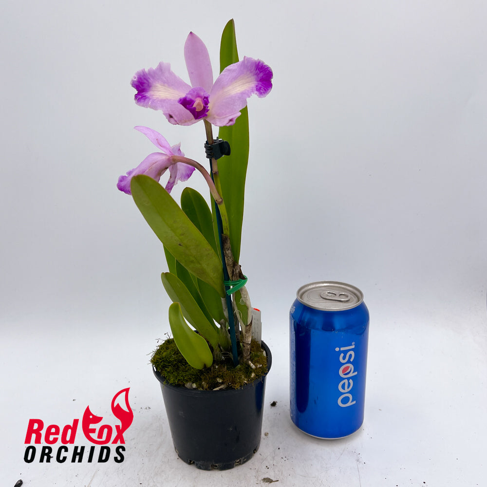 Cattleya (Horace 'Maxima' X briegeri 'Star of Brazil') X Ctt. Aussie Sunset