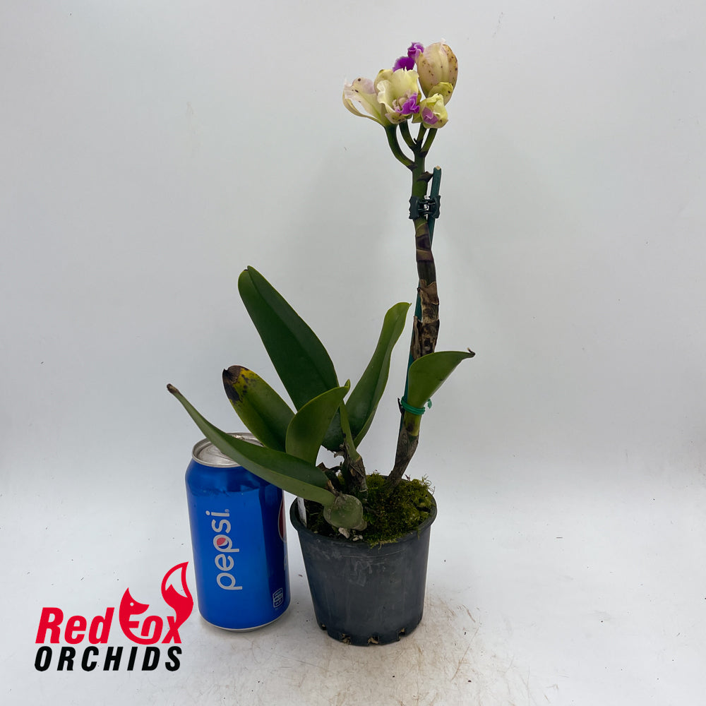 Brassolaeliocattleya Topaz Lovely Dancer x Rhyncholaeliocattleya (Island Charm x Mildred Rives)