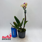 Brassolaeliocattleya Topaz Lovely Dancer x Rhyncholaeliocattleya (Island Charm x Mildred Rives)