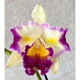 Rhyncattleanthe Kei's Love Sound X Rlc. Deception Diamond