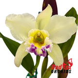 Rhyncholaeliocattleya Greenwich 'Elmhurst' x George King 'Southern Cross'