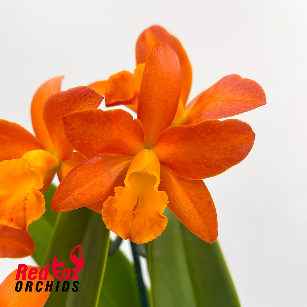 Rhyncattleanthe (Momilani Rainbow X Aussie Sunset) X Ctt. Trick or Treat 'Jaffa'