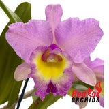 Rhyncholaeliocattleya Ann-Marie Hudson X Rlc. Deception Royal Song