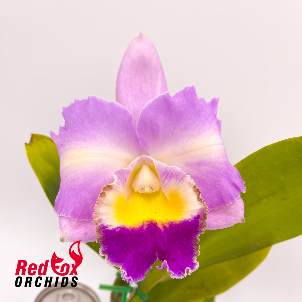 Cattleya Topaz Elite X Ctt. Aussie Sunset